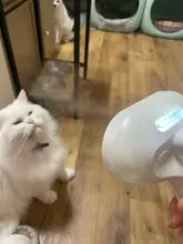 CEPILLO DE MASCOTAS A VAPOR🐾✨